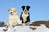 MONTAGNE DES PYRENEES & BORDER COLLIE 072